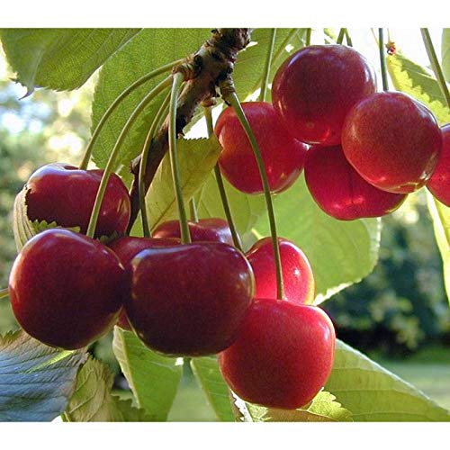 cherryページ NORME New 500/bag Giant Cherry Seeds, Rare, Big as a Peach, L